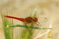 Crocothemis erythraea